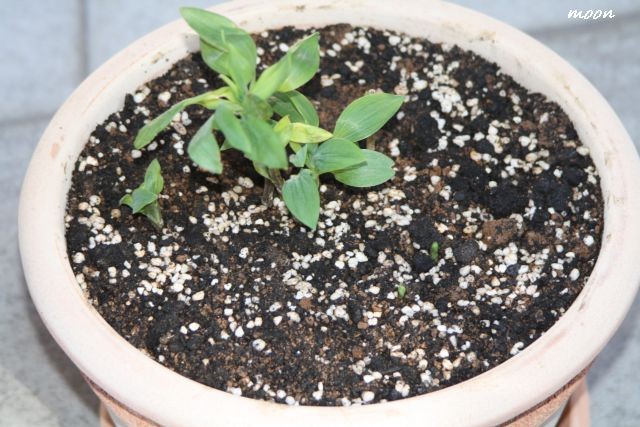 alstromeria